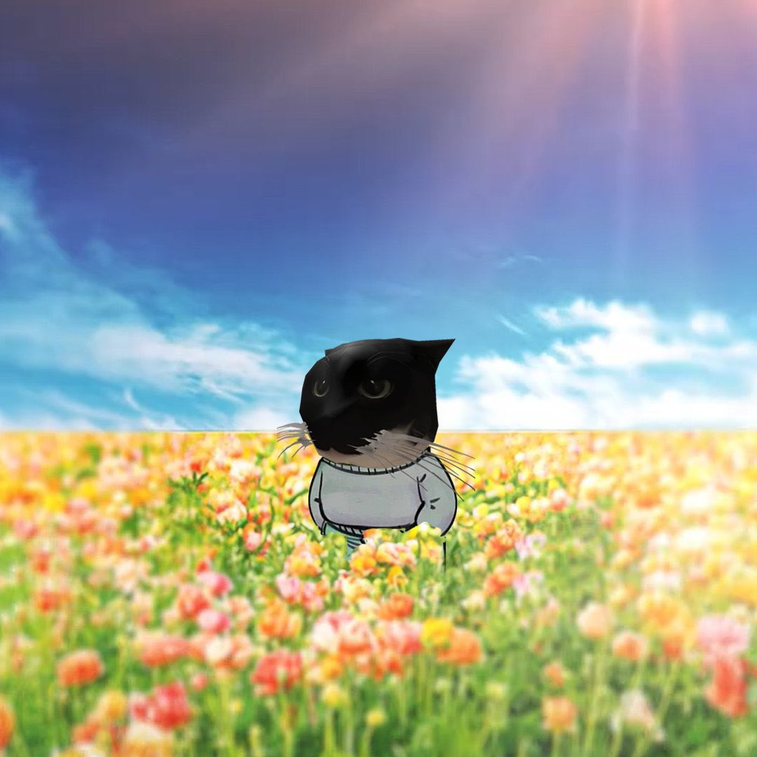 Maxwell the cat standing in a field of flowers